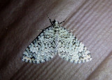 7309 - Spargania viridescens; Geometrid Moth species
