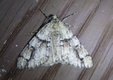 6335 - Vinemina opacaria; Geometrid Moth species