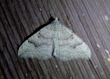 7408 - Zenophleps alpinata; Geometrid Moth species