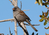 Black-chinned Sparrow; breeding male