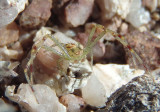 Mecaphesa Crab Spider species