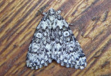 9287 - Cryphia olivacea; Owlet Moth species