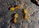 Lasius fallax; Cornfield Ant species