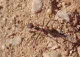 Novomessor albisetosus; Ant species