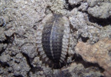 Oiceoptoma noveboracense; Margined Carrion Beetle larva