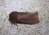 8156 - Phragmatobia fuliginosa; Ruby Tiger Moth
