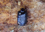 Platysoma Clown Beetle species 