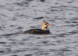 Red-breasted Merganser; immature male