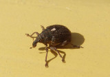 Rhinoncus longulus; Weevil species; exotic