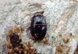 Eurylister Clown Beetle species