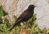 Red-winged Blackbird; first summer male