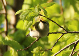 Brewsters Warbler; Blue-winged X Golden-winged Hybrid