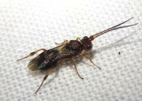 Phanerotoma Braconid Wasp species