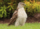 Coopers Hawk; immature