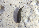 Isotominae Elongate-bodied Springtail species