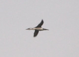 Red-throated Loon; basic