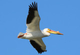 American White Pelican; breeding