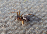 Neriene Sheetweb Spider species