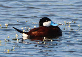 Ruddy Duck; breeding male