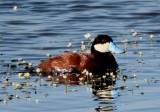 Ruddy Duck; breeding male