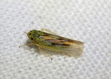 Macrosteles parvidens; Leafhopper species