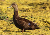 American Black Duck; male