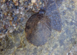 Atlantic Plate Limpet