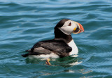 Atlantic Puffin 