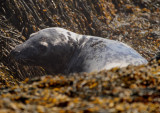 Gray Seal