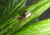 Pityohyphantes costatus; Hammock Spider