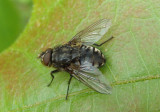 Pollenia Cluster Fly species; male