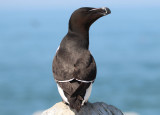 Razorbill