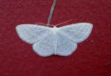 7165 - Scopula quadrilineata; Four-lined Wave Moth