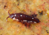 Idotea balthica; Baltic Isopod