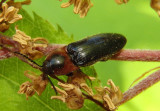 Ampedus rubricus; Red-headed Click Beetle