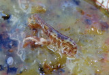 Jassa marmorata; Amphipod species