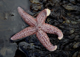 North Atlantic Sea Star 