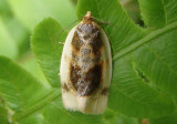 3686 - Clepsis melaleucana; Black-patched Clepsis Moth