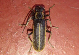Podabrus modestus; Soldier Beetle species