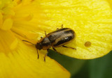 Prasocuris vittata; Leaf Beetle species