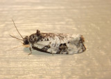 2763 - Apotomis albeolana; Tortricid Moth species