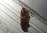 Dolerosomus silaceus; Click Beetle species
