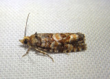 3074 - Eucopina tocullionana; White Pine Cone Borer