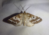 6639 - Eufidonia discospilata; Sharp-lined Powder Moth; male