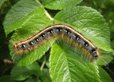 7701 - Malacosoma americanum; Eastern Tent Caterpillar