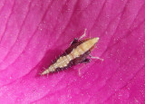 Scaphytopius Leafhopper species nymph