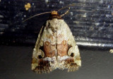 9681.1 - Elaphria alapallida; Pale-winged Midget