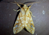 8211 - Lophocampa caryae; Hickory Tussock Moth 