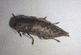 Dicerca Metallic Wood-boring Beetle species