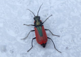 Malachius aeneus; Scarlet Malachite Beetle; exotic